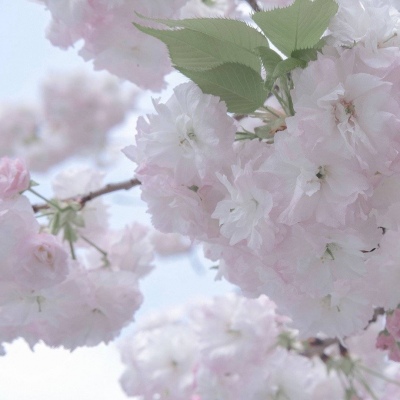 Furry绘画色彩灵感Furry群